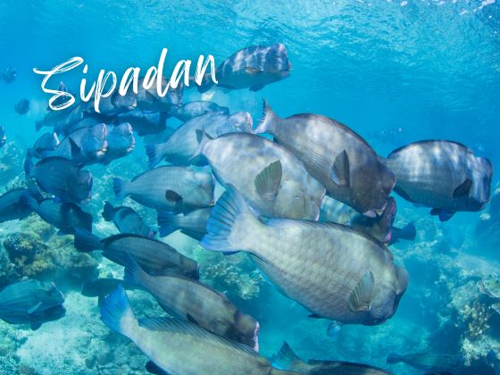 2027-03-26 Easter Sipadan 7D6N Borneo Diving Packages - Travel with Xpert Buddy